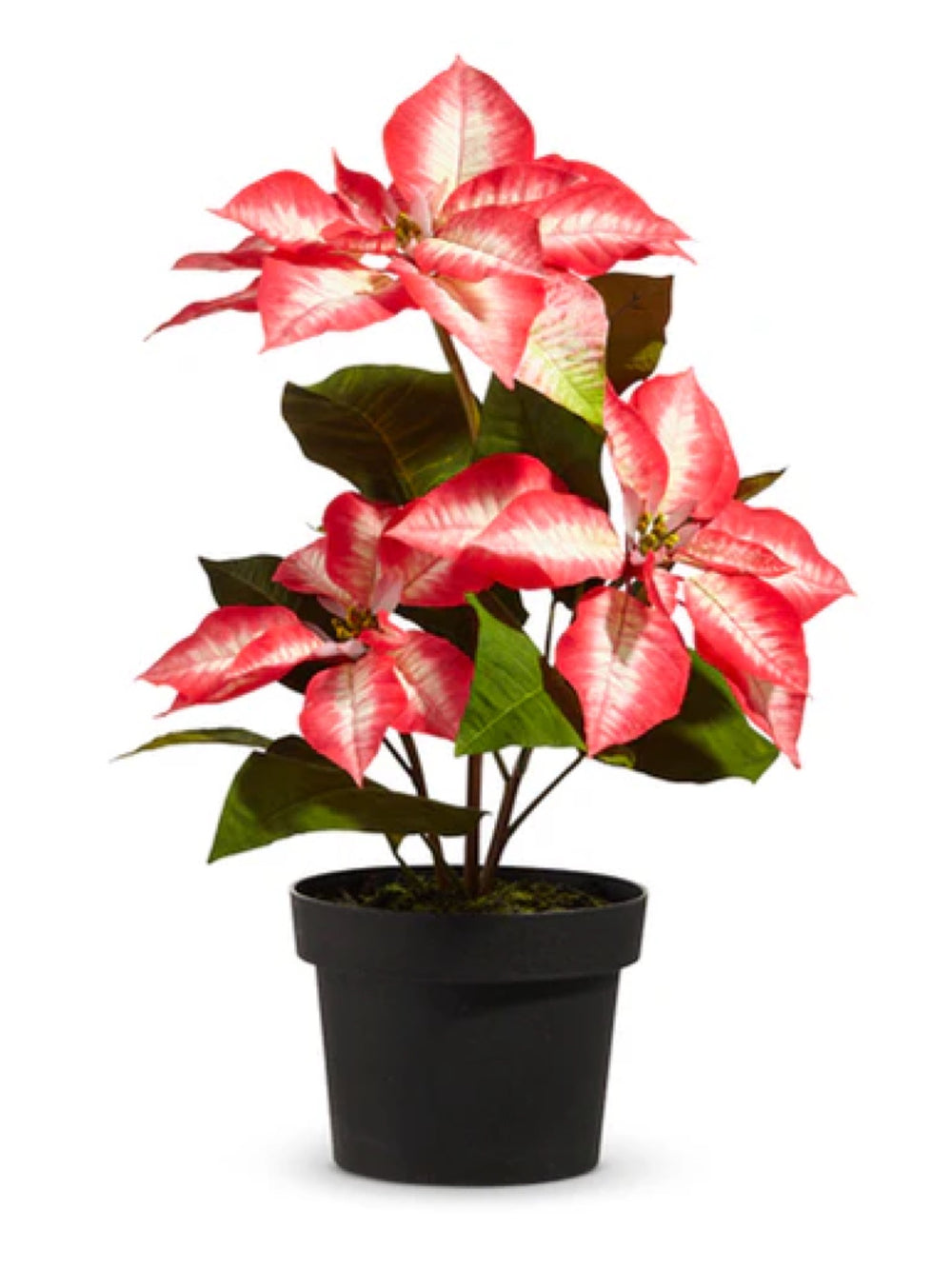 17" Potted Christmas Beauty Poinsettia