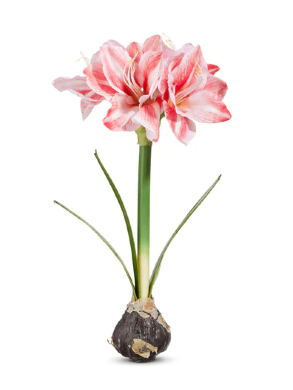 19" Real Touch Amaryllis Bulb